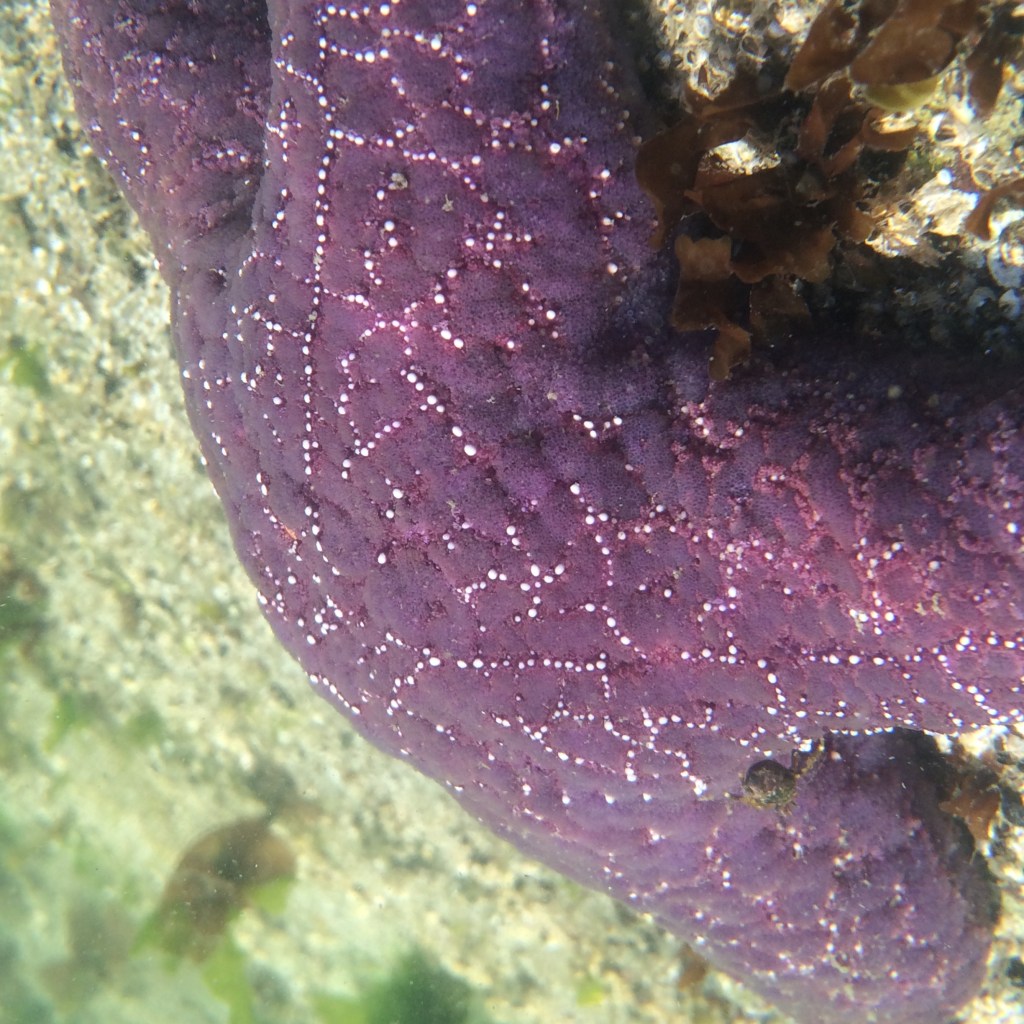 In the fall, these guys are abundant in the bay. Please be courteous and don't pull them from the rocks as it can hurt them. 