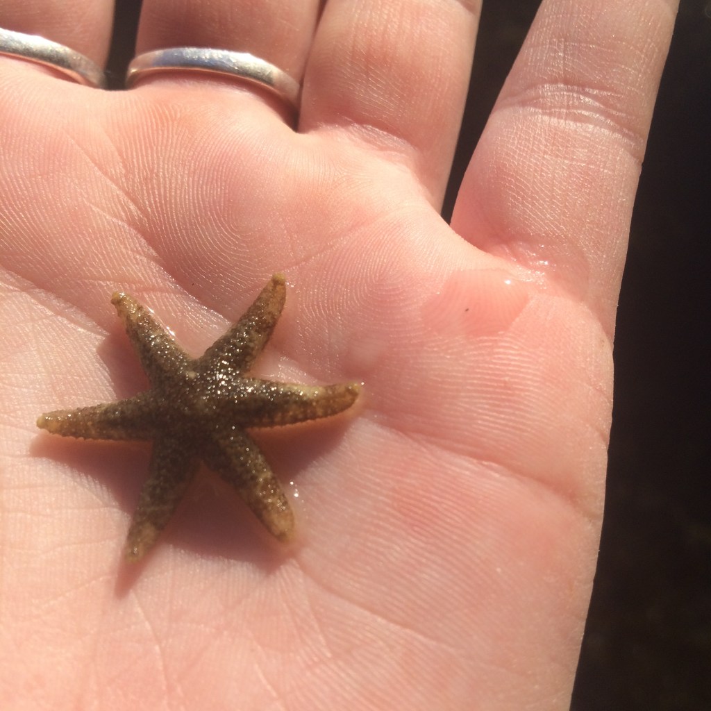 An adorable 6 leg starfish 