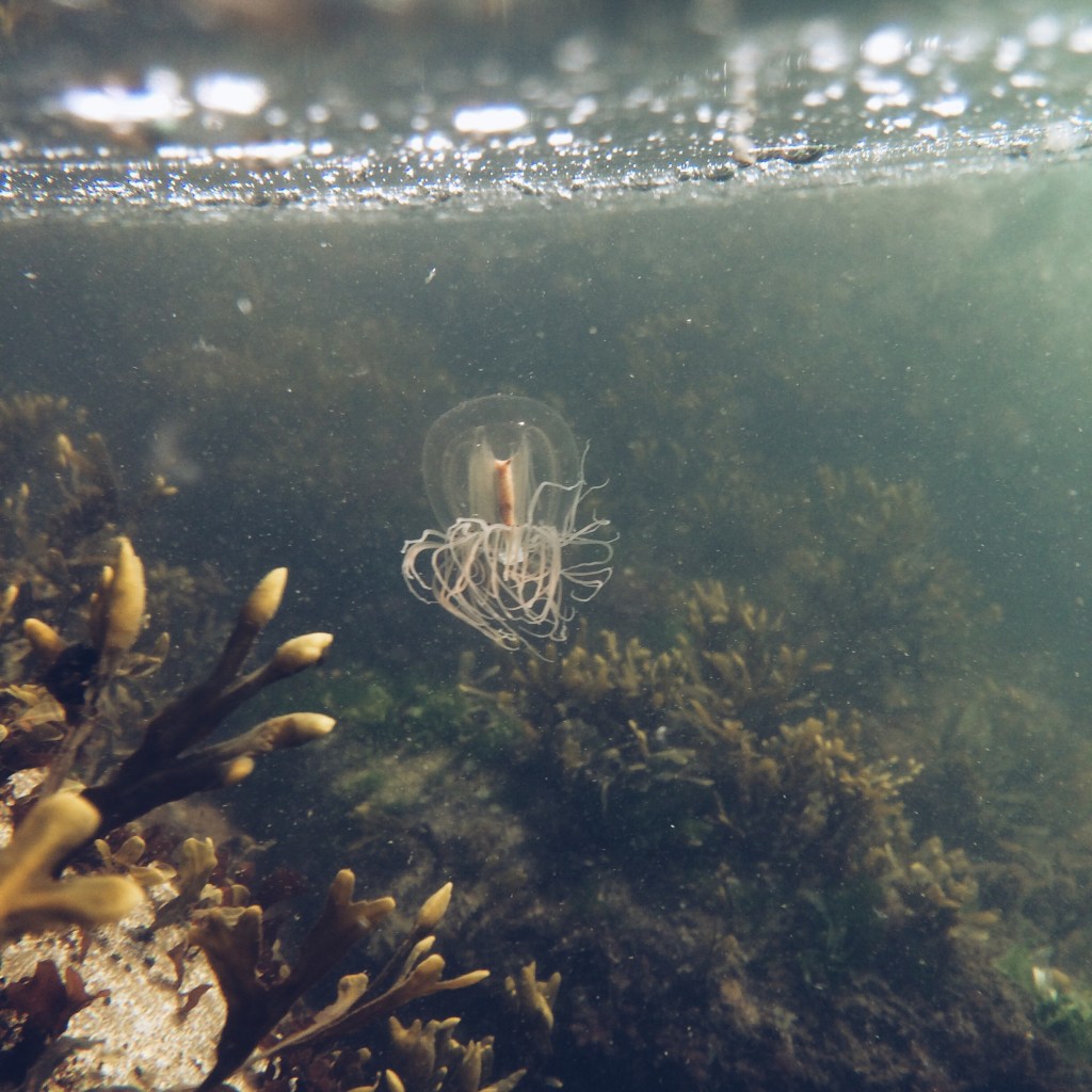 Very small jellyfish