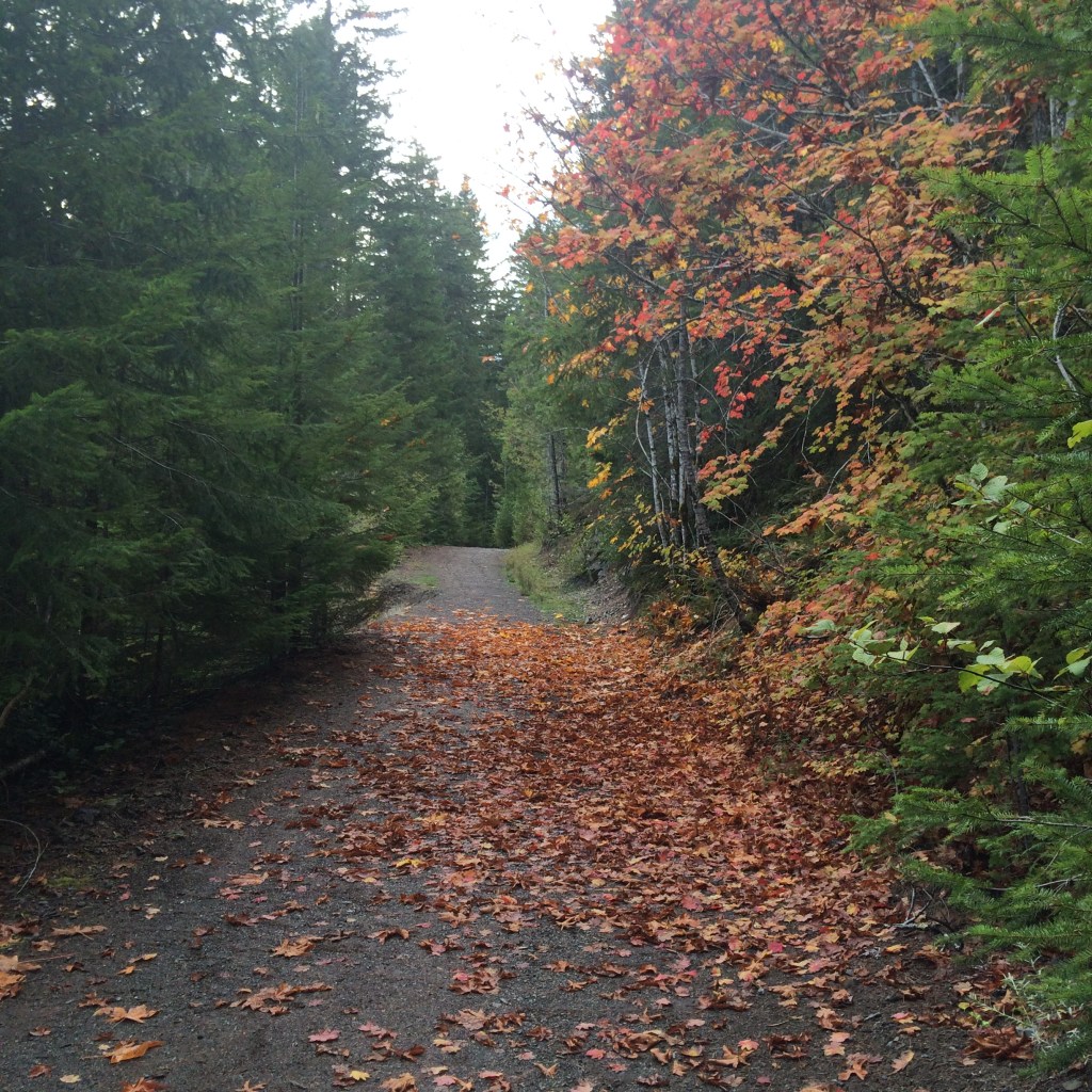 Fall colors were falling all over the trail 