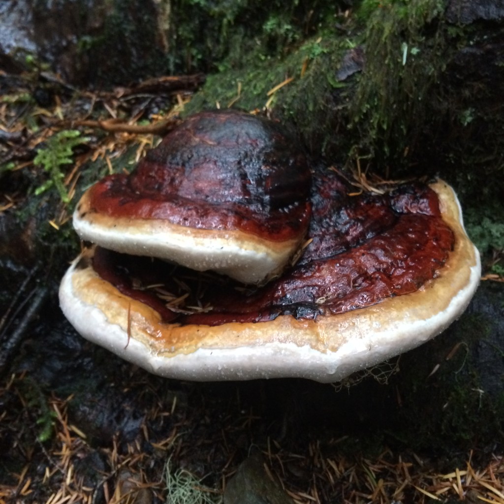 Gigantic shelf mushrooms for days