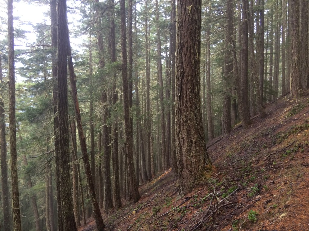 The never ending forest. Or so it seems.