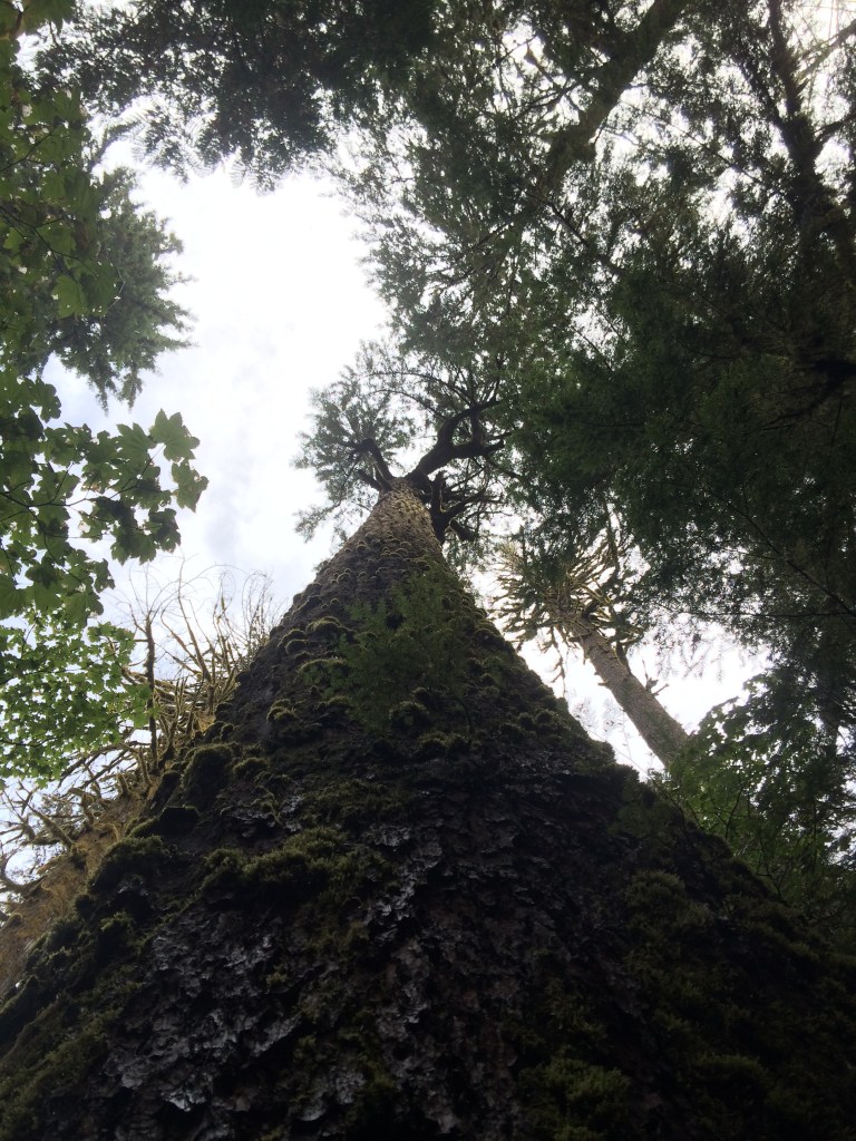 Looking up the trunk of a giant redwood tree