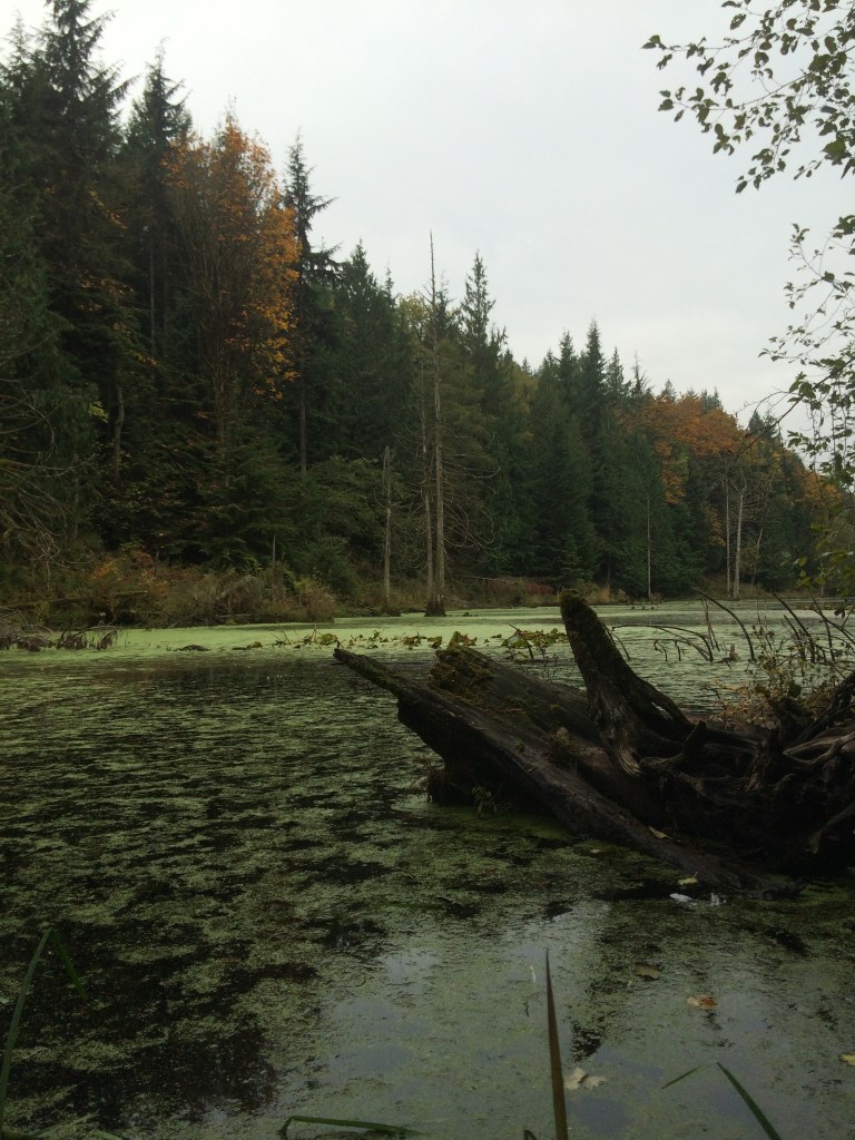 Stunning views of the fall colors along the banks of the Geneva Pond.